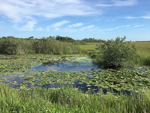 Photo of a lagoon in the Northern Estuaries area of the project